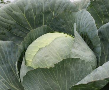 письменный стол бишкек с доставкой: Капуста Белокачанная at lalafo.kg письменный стол бишкек с доставкой: Капуста Белокачанная