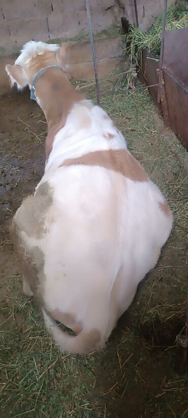 корова дойный: Сатам | Кунаажын | Швиц | Көбөйтүү үчүн | Жасалма уруктандырылган