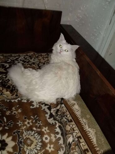 лоток для кошек бишкек: Белые красавицы кошечки ищут дом. Женщина-пенсионерка спасла с дачи