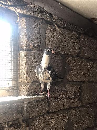 göyərçin satışı: Salam Drakon satilir . Ata baladi . 2 si 30 manat tek goturen olsa ata — 4