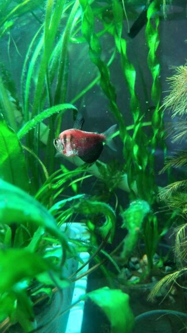 Balıqlar: Quppi, Sülhsevər — 4