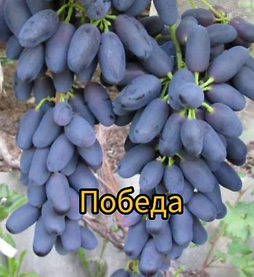 Другие фруктовые и ягодные растения: Саженцы плодовых культур (разные сорта) оптом и в розницу. Успейте — 23