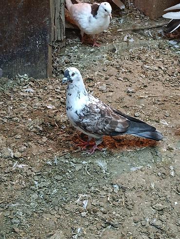 quşlar göyərçin: Satılan məhsul göyərçindir. Şəkildə görünən quş ağ, boz və qəhvəyi — 1