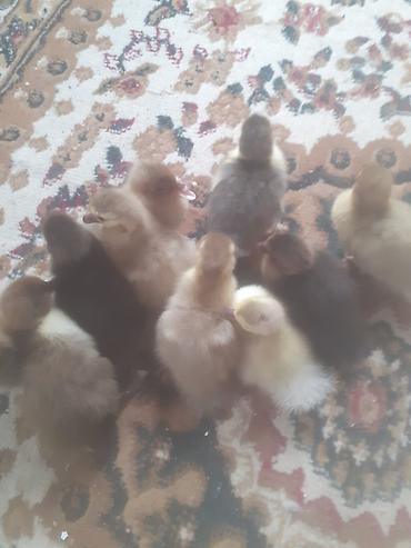 cucə satisi 2021: Salam .10 dene ordek balasi biri 2 manat . boyuk erkek diri ceki 5 kg — 6