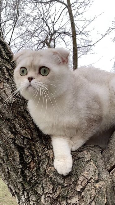 шиншилла кот: Приглашаем кошечек на племенную вязку Молодой котик Scottish fold