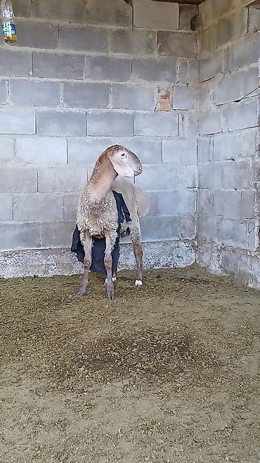 арабский ат: Продаю | Баран (самец) — 5