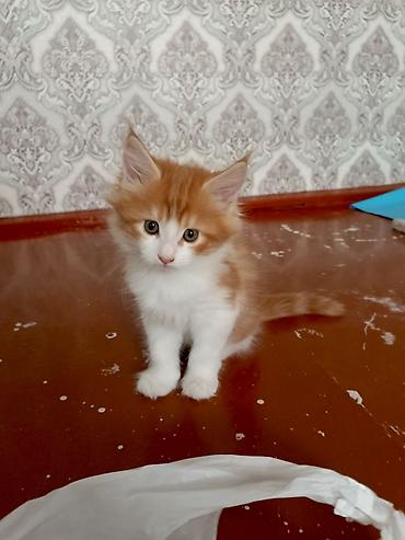 мейн кун кошка цена: Котята домашние, родились 19.06.2026. отец чистокровный Мейкун. Мать — 1