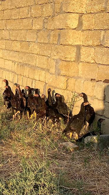 quş bazarı: Heyvanlar Balakən-Zaqatala bölgəsində tanınmış xoruzbazın — 1