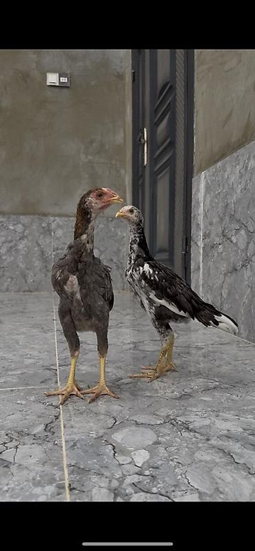 Kənd təsərrüfatı quşları: Toyuq, Damazlıq — 2
