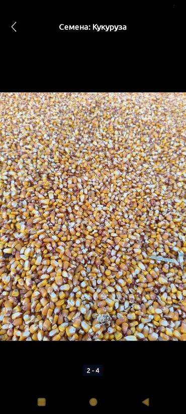 купить раков в бишкеке: Кукуруза 🌽 🍿 🌽 🍿 🌽 🍿 🌽 🍿 🌽 Мака Жугору Большом Количестве 10.20.30