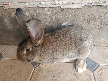 Декоративные кролики: Срочно продается оптом Кролика 4 самки 1 самец парода 3 самка фландр и — 6