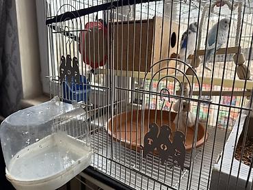 Зоотовары: Срочно!! Продаются попугаи,вместе с клеткой и другими предметамии — 3