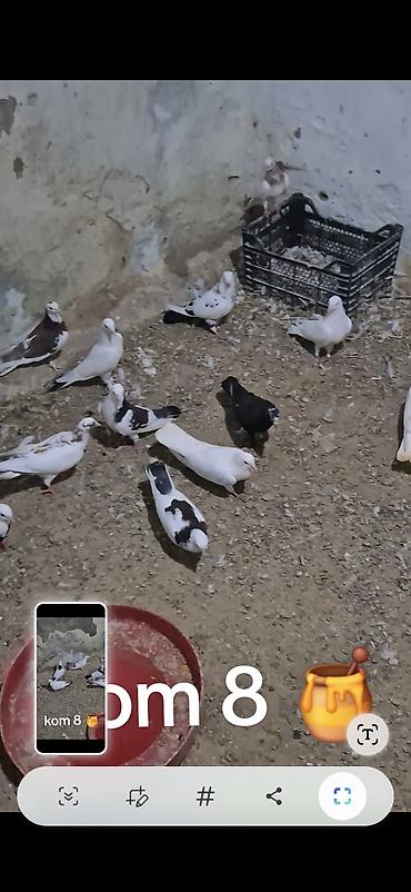 gence quşlar: Salam olsun hər kəsə 15 dənə tutulmadı kom sonu 8 manatdan Hövsanda — 6