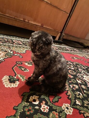 британская короткошерстная кошка вислоухая: Шотландский вислоухий котёнок (скоттиш-фолд), окраса черепаховый