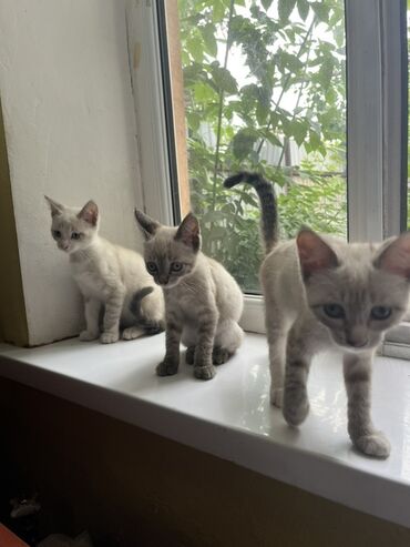 продам домик для кошки: Сиамская, 2 месяца, Мальчик, Серый, Приучена к лотку
