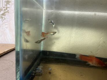 Balıqlar: Sülhsevər -da lalafo.az — 9 Balıqlar: Sülhsevər — 9