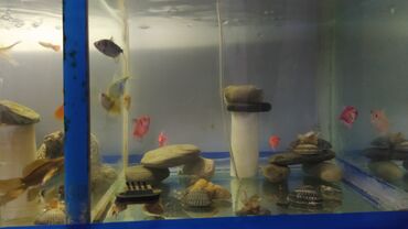 Akvariumlar: Rəngarəng akvarium balıqları və dekorativ akvarium Məhsul təsviri: - — 7
