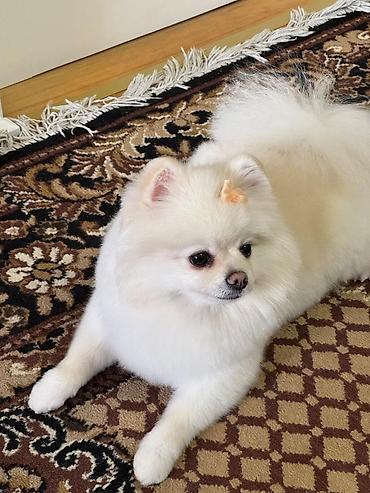 İtlər: Şpitz, 2 ay, Peyvəndli, Ünvandan götürmə, Pulsuz çatdırılma, Ödənişli çatdırılma — 12