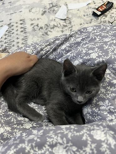 Мышыктар: Орус көгүлтүр, 3 айлык, Ургаачы, Көгүлтүр, Лотокко барууга үйрөтүлгөн — 2