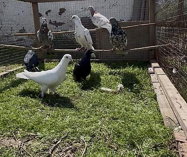 Göyərçinlər: Goyercinler satilir — 7