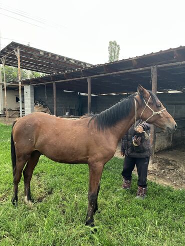 лошадь кыргызстан: Продаю | Жеребенок | На забой, Для разведения, Рабочий