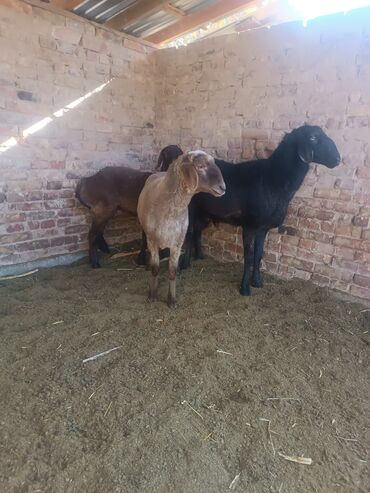 продажа щенков немецкой овчарки с документами в бишкеке: Сатам | Ургаачы кой (ургаачы), Кочкор (эркек) | Эдильбай