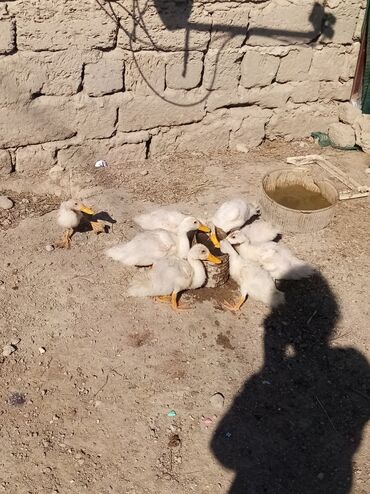 cins ineklerin qiymeti: Dişi, | Kuban, Damazlıq, Ünvandan götürmə