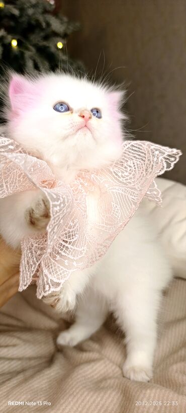 Xaltalar, qayışlar və tasmalar: 3 dişi öz pişiyimin balasıdır makler deiləm — 8