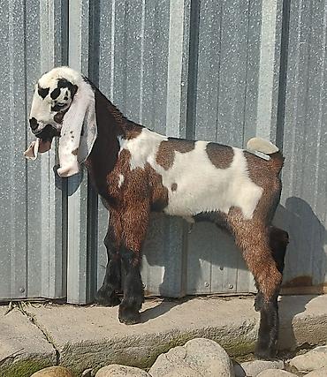 Козы, козлы: Продаю | Коза (самка), Козёл (самец), Козлёнок | Битал | Для разведения — 9