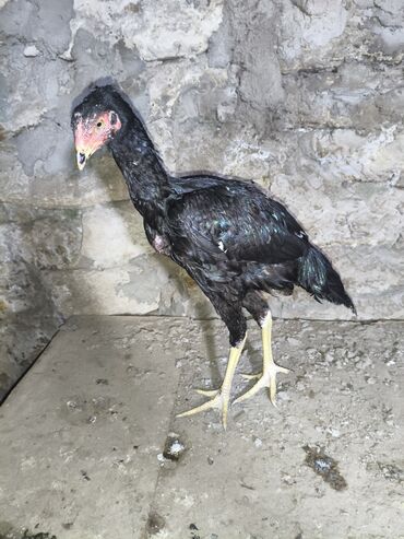 Cücələr: Toyuq cücələri, Damazlıq, Ünvandan götürmə — 17