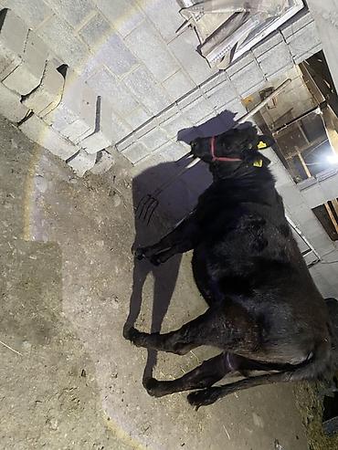 лама альпака: Продаю | Тёлка | На откорм | Нетель — 6