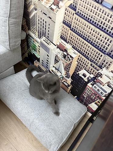 Продажа кошек: Шатланский кошек домашный очен чистоплотны — 3