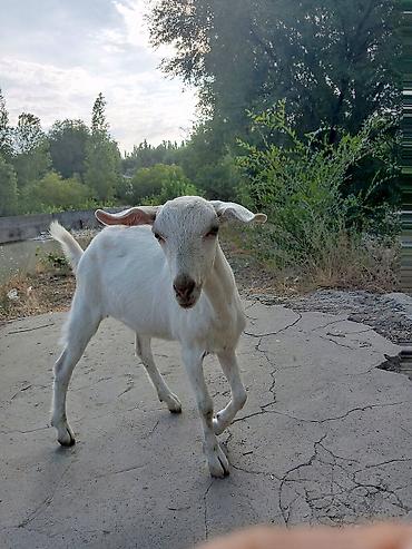 козлёнок: Продаю | Козлёнок — 10