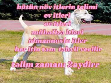 курсы парикмахера в баку: Xidmət: İt Təlimi - Bütün növ itlərin peşəkar təlimi - Ev itləri, ov
