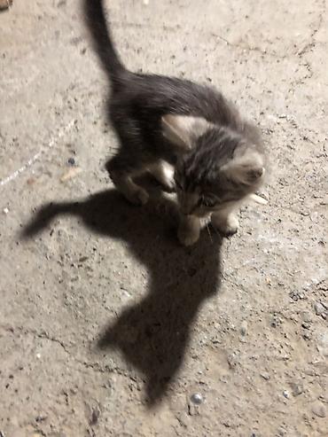 корм для котят: Котёнок серый тигровый (полосатый) - Маленький активный котёнок с — 3