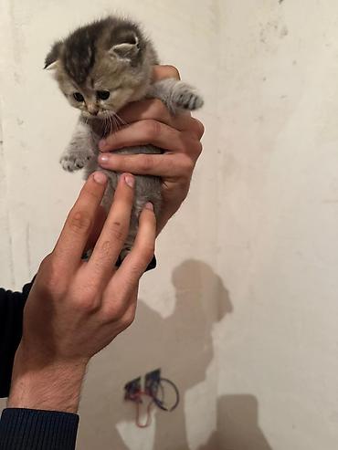 Pişiklər: Şotland — 2