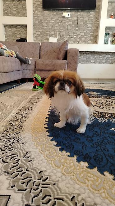 pekines satisi: Pekines — 1