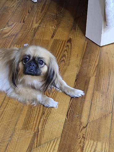 Pekines, 2 ay lalafo.az -da — 3 Pekines, 2 ay — 3
