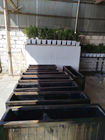 Bitkilər üçün dibçəklər: 🇦🇿Bakı şəhəri üzrə Taxta dipçəklərin topdan və pərakəndə satış — 4