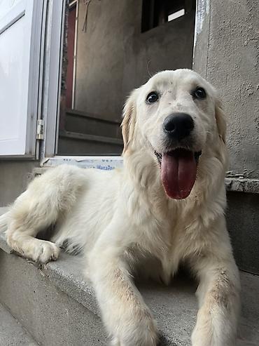 itler pulsuz: Retriever, 8 ay, Dişi — 5