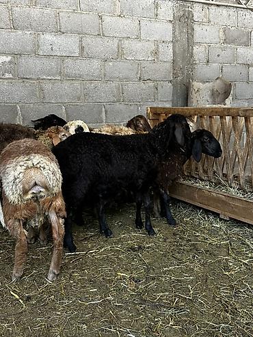 Животные: Продаю | Баран (самец) | На забой — 4
