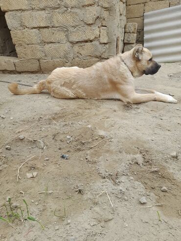 itler doberman: Çoban iti, 2 ay, Dişi, Cütləşmə üçün, Ünvandan götürmə