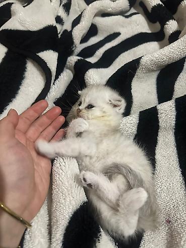 Pişiklər: Şotland yastı qulaq — 20