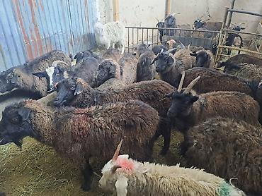 Козы, козлы: Ушул жаш малдыка эчкилер сатылат 47баш обший 13чо былтыркы улактары — 4