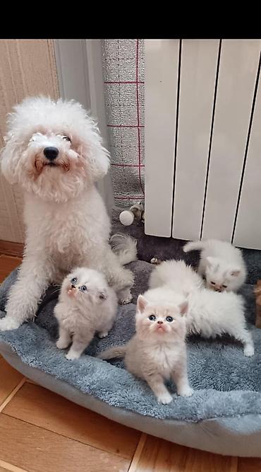 Pişiklər: Britan, Erkək, Dişi, Yaxşı əllərə, Ünvandan götürmə, Pulsuz çatdırılma, Ödənişli çatdırılma — 27