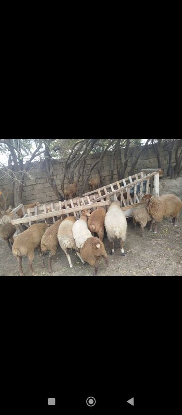 Inəklər, öküzlər: Quzu, Dişi, Qala, ay: 1, Damazlıq, Ünvandan götürmə