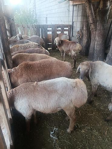 продаю барана: Продаю | Овца (самка) | Для разведения | Матка — 1