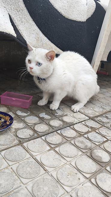 menks cinsli pişik: Satilir — 1