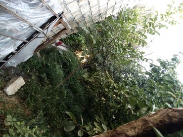 Həyət evləri və villaların satışı: 1 otaqlı, 225 kv. m, Kredit yoxdur, Orta təmir -da lalafo.az — 3 Həyət evləri və villaların satışı: 1 otaqlı, 225 kv. m, Kredit yoxdur, Orta təmir — 3