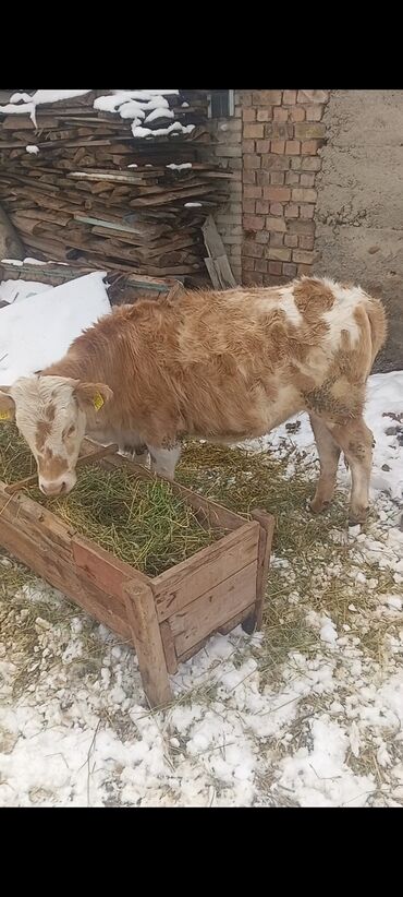 Коровы, быки: Продаю | Музоо, торпок | Швицкая | Для разведения | Искусственник